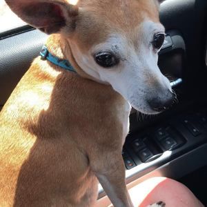 Meet your Posher, Pamela